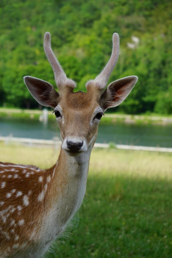 Le Val Des Cerfs - Het Hertendal Hastiere-par-dela Exterior foto