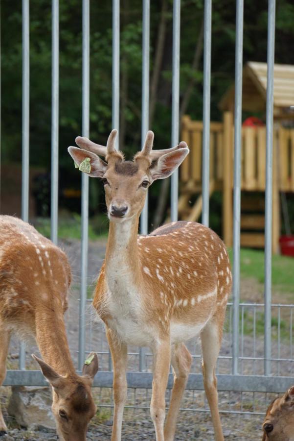 Le Val Des Cerfs - Het Hertendal Hastiere-par-dela Exterior foto